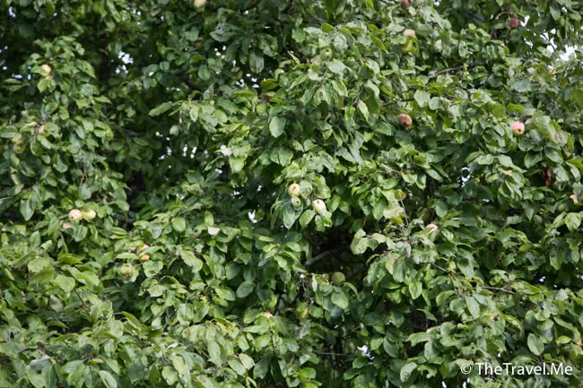 粗眉仔, 旅遊, Travel, 渡假, 觀光, sightseeing, 歐洲, Europe, 芬蘭, 赫爾辛基, 愛沙尼亞, 塔林, 拉脫維亞, 里加, 古城, 波羅的海, 世界文化遺產, Finland, Helsinki, Baltic Sea, Estonia, Latvia, Riga, Sigulda, Tallinn, world heritage 