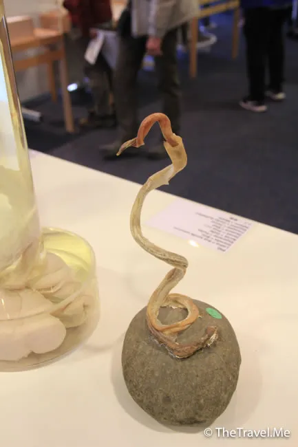 粗眉仔, 旅遊, Travel, 渡假, 觀光, sightseeing, 歐洲, 冰島, 北極, 瀑布, 熔岩, 冰山, Europe, Iceland, Golden Circle, 火山, volcano, Reykjavik, Akureyri, lake Myvatn, glacier, 冰川