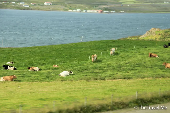 粗眉仔, 旅遊, Travel, 渡假, 觀光, sightseeing, 歐洲, 冰島, 北極, 瀑布, 熔岩, 冰山, Europe, Iceland, Golden Circle, 火山, volcano, Reykjavik, Akureyri, lake Myvatn, glacier, 冰川