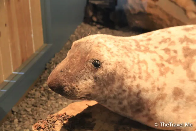 粗眉仔, 旅遊, Travel, 渡假, 觀光, sightseeing, 歐洲, 冰島, 北極, 瀑布, 熔岩, 冰山, Europe, Iceland, Golden Circle, 火山, volcano, Reykjavik, Akureyri, lake Myvatn, glacier, 冰川