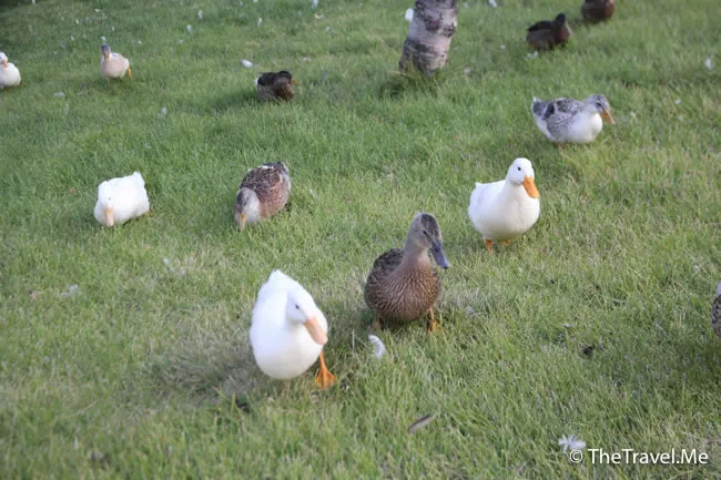 粗眉仔, 旅遊, Travel, 渡假, 觀光, sightseeing, 歐洲, 冰島, 北極, 瀑布, 熔岩, 冰山, Europe, Iceland, Golden Circle, 火山, volcano, Reykjavik, Akureyri, lake Myvatn, glacier, 冰川