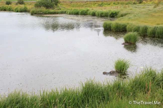 粗眉仔, 旅遊, Travel, 渡假, 觀光, sightseeing, 歐洲, 冰島, 北極, 瀑布, 熔岩, 冰山, Europe, Iceland, Golden Circle, 火山, volcano, Reykjavik, Akureyri, lake Myvatn, glacier, 冰川