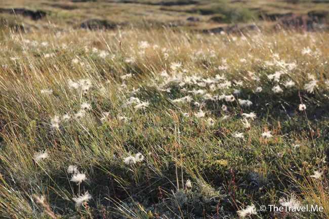 粗眉仔, 旅遊, Travel, 渡假, 觀光, sightseeing, 歐洲, 冰島, 北極, 瀑布, 熔岩, 冰山, Europe, Iceland, Golden Circle, 火山, volcano, Reykjavik, Akureyri, lake Myvatn, glacier, 冰川