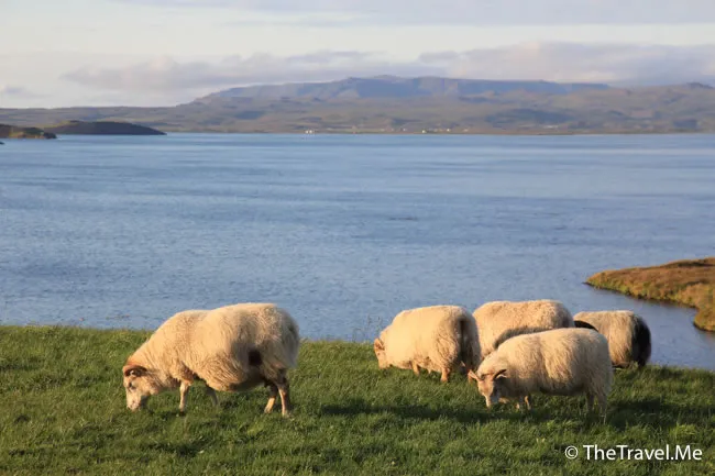 粗眉仔, 旅遊, Travel, 渡假, 觀光, sightseeing, 歐洲, 冰島, 北極, 瀑布, 熔岩, 冰山, Europe, Iceland, Golden Circle, 火山, volcano, Reykjavik, Akureyri, lake Myvatn, glacier, 冰川