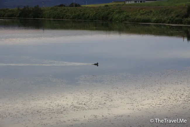 粗眉仔, 旅遊, Travel, 渡假, 觀光, sightseeing, 歐洲, 冰島, 北極, 瀑布, 熔岩, 冰山, Europe, Iceland, Golden Circle, 火山, volcano, Reykjavik, Akureyri, lake Myvatn, glacier, 冰川