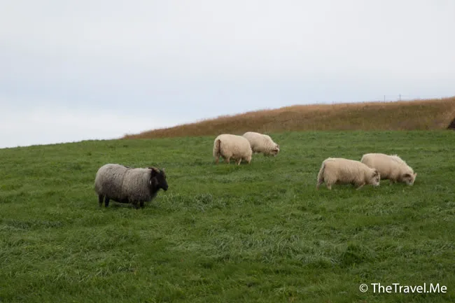 粗眉仔, 旅遊, Travel, 渡假, 觀光, sightseeing, 歐洲, 冰島, 北極, 瀑布, 熔岩, 冰山, Europe, Iceland, Golden Circle, 火山, volcano, Reykjavik, Akureyri, lake Myvatn, glacier, 冰川