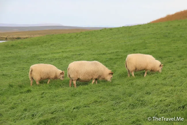 粗眉仔, 旅遊, Travel, 渡假, 觀光, sightseeing, 歐洲, 冰島, 北極, 瀑布, 熔岩, 冰山, Europe, Iceland, Golden Circle, 火山, volcano, Reykjavik, Akureyri, lake Myvatn, glacier, 冰川