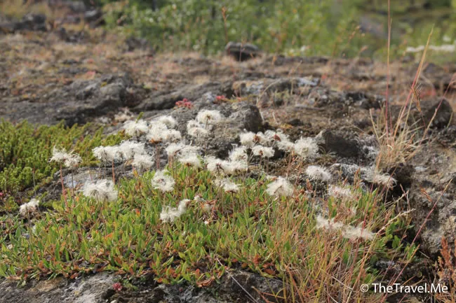 粗眉仔, 旅遊, Travel, 渡假, 觀光, sightseeing, 歐洲, 冰島, 北極, 瀑布, 熔岩, 冰山, Europe, Iceland, Golden Circle, 火山, volcano, Reykjavik, Akureyri, lake Myvatn, glacier, 冰川