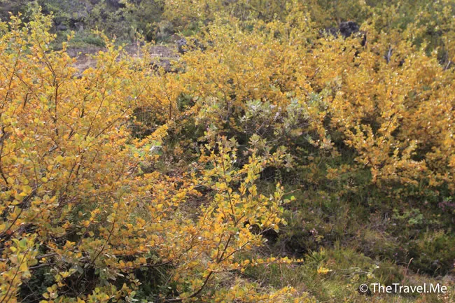 粗眉仔, 旅遊, Travel, 渡假, 觀光, sightseeing, 歐洲, 冰島, 北極, 瀑布, 熔岩, 冰山, Europe, Iceland, Golden Circle, 火山, volcano, Reykjavik, Akureyri, lake Myvatn, glacier, 冰川