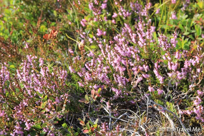 粗眉仔, 旅遊, Travel, 渡假, 觀光, sightseeing, 歐洲, 冰島, 北極, 瀑布, 熔岩, 冰山, Europe, Iceland, Golden Circle, 火山, volcano, Reykjavik, Akureyri, lake Myvatn, glacier, 冰川