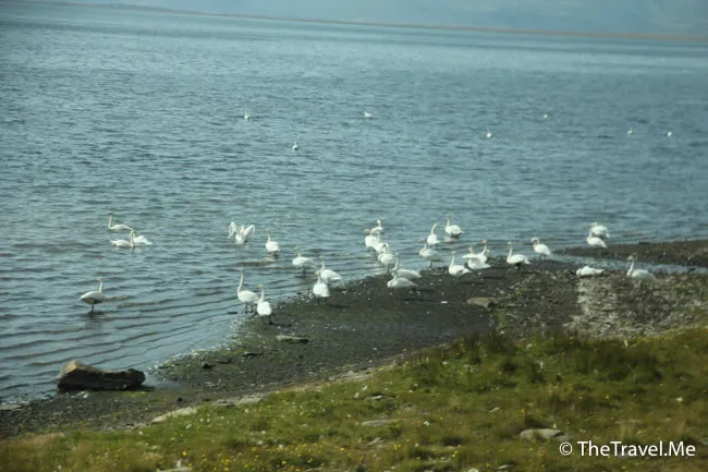 粗眉仔, 旅遊, Travel, 渡假, 觀光, sightseeing, 歐洲, 冰島, 北極, 瀑布, 熔岩, 冰山, Europe, Iceland, Golden Circle, 火山, volcano, Reykjavik, Akureyri, lake Myvatn, glacier, 冰川