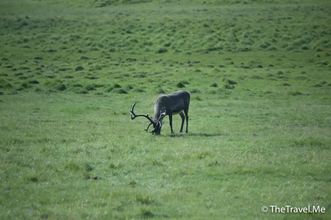 粗眉仔, 旅遊, Travel, 渡假, 觀光, sightseeing, 歐洲, 冰島, 北極, 瀑布, 熔岩, 冰山, Europe, Iceland, Golden Circle, 火山, volcano, Reykjavik, Akureyri, lake Myvatn, glacier, 冰川