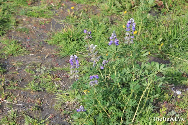 粗眉仔, 旅遊, Travel, 渡假, 觀光, sightseeing, 歐洲, 冰島, 北極, 瀑布, 熔岩, 冰山, Europe, Iceland, Golden Circle, 火山, volcano, Reykjavik, Akureyri, lake Myvatn, glacier, 冰川