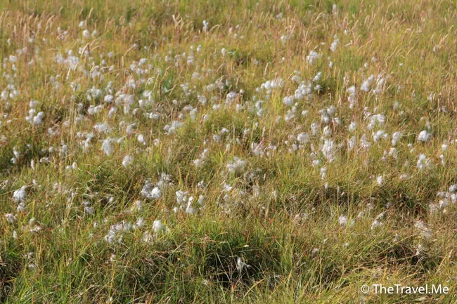 粗眉仔, 旅遊, Travel, 渡假, 觀光, sightseeing, 歐洲, 冰島, 北極, 瀑布, 熔岩, 冰山, Europe, Iceland, Golden Circle, 火山, volcano, Reykjavik, Akureyri, lake Myvatn, glacier, 冰川