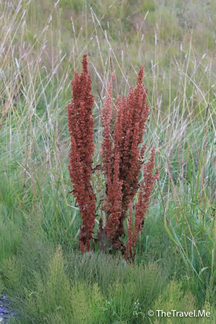 粗眉仔, 旅遊, Travel, 渡假, 觀光, sightseeing, 歐洲, 冰島, 北極, 瀑布, 熔岩, 冰山, Europe, Iceland, Golden Circle, 火山, volcano, Reykjavik, Akureyri, lake Myvatn, glacier, 冰川