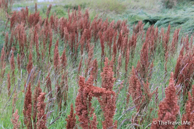 粗眉仔, 旅遊, Travel, 渡假, 觀光, sightseeing, 歐洲, 冰島, 北極, 瀑布, 熔岩, 冰��, Europe, Iceland, Golden Circle, 火山, volcano, Reykjavik, Akureyri, lake Myvatn, glacier, 冰川