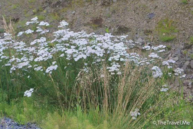 粗眉仔, 旅遊, Travel, 渡假, 觀光, sightseeing, 歐洲, 冰島, 北極, 瀑布, 熔岩, 冰山, Europe, Iceland, Golden Circle, 火山, volcano, Reykjavik, Akureyri, lake Myvatn, glacier, 冰川