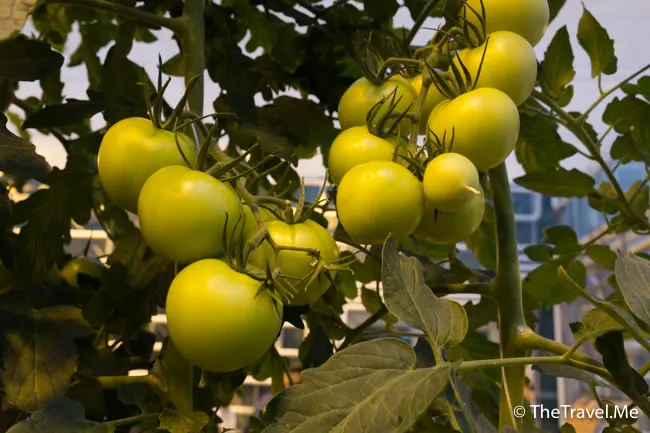 粗眉仔, 旅遊, Travel, 渡假, 觀光, sightseeing, 歐洲, 冰島, 北極, 瀑布, 熔岩, 冰山, Europe, Iceland, Golden Circle, 火山, volcano, Reykjavik, Akureyri, lake Myvatn, glacier, 冰川