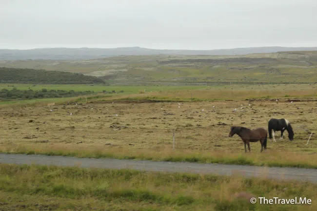 粗眉仔, 旅遊, Travel, 渡假, 觀光, sightseeing, 歐洲, 冰島, 北極, 瀑布, 熔岩, 冰山, Europe, Iceland, Golden Circle, 火山, volcano, Reykjavik, Akureyri, lake Myvatn, glacier, 冰川