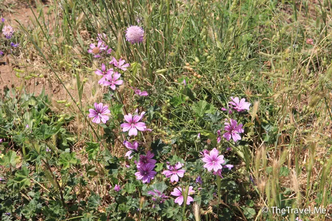 粗眉仔, 旅遊, 文化遺產, 藝術, 歐洲, 意大利, 梵蒂岡, 羅馬, 翡冷翠, 佛羅倫斯, 拿波里, 那不勒斯, 龐貝, 古蹟, 文藝復興, travel, Europe, Italy, Rome, Napoli, Florence, Renaissance, Pompeii, relics, Vatican