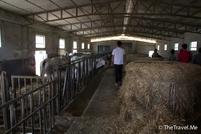 粗眉仔, 旅遊, 文化遺產, 藝術, 歐洲, 意大利, 梵蒂岡, 羅馬, 翡冷翠, 佛羅倫斯, 拿波里, 那不勒斯, 龐貝, 古蹟, 文藝復興, travel, Europe, Italy, Rome, Napoli, Florence, Renaissance, Pompeii, relics, Vatican