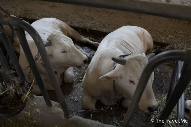 粗眉仔, 旅遊, 文化遺產, 藝術, 歐洲, 意大利, 梵蒂岡, 羅馬, 翡冷翠, 佛羅倫斯, 拿波里, 那不勒斯, 龐貝, 古蹟, 文藝復興, travel, Europe, Italy, Rome, Napoli, Florence, Renaissance, Pompeii, relics, Vatican
