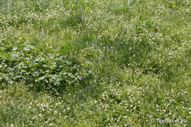 粗眉仔, 旅遊, 文化遺產, 藝術, 歐洲, 意大利, 梵蒂岡, 羅馬, 翡冷翠, 佛羅倫斯, 拿波里, 那不勒斯, 龐貝, 古蹟, 文藝復興, travel, Europe, Italy, Rome, Napoli, Florence, Renaissance, Pompeii, relics, Vatican