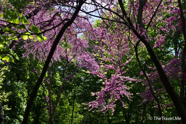 旅遊, Travel, 渡假, 觀光, sightseeing, 歐洲, europe, 西班牙, spain, 馬德里, Madrid, 沙拉哥薩, Zaragoz, 巴塞隆拿, Barcelona, 美食, delicacies