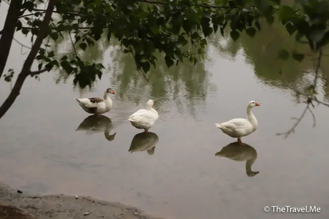 旅遊, Travel, 渡假, 觀光, sightseeing, 歐洲, europe, 西班牙, spain, 馬德里, Madrid, 沙拉哥薩, Zaragoz, 巴塞隆拿, Barcelona, 美食, delicacies