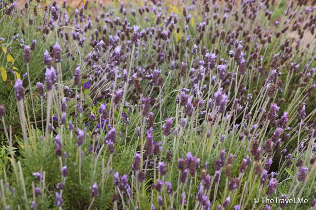 旅遊, Travel, 渡假, 觀光, sightseeing, 歐洲, europe, 西班牙, spain, 馬德里, Madrid, 沙拉哥薩, Zaragoz, 巴塞隆拿, Barcelona, 美食, delicacies